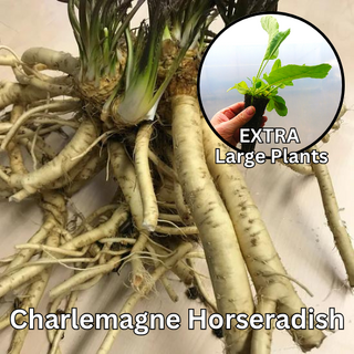 Charlemagne Horseradish Plants