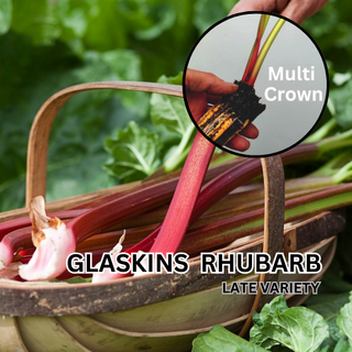 Glaskins Perpetual Rhubarb Deep Cell Plants Crowns