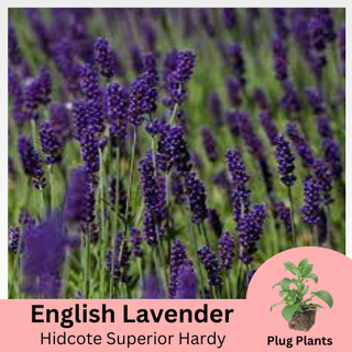 Lavender Angustifolia Hidcote 'Superior' Plug Plants