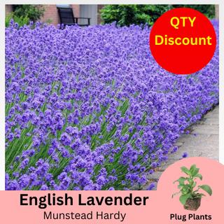 Lavender Angustifolia Munstead Plug Plants