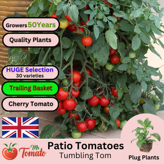 Tumbling Tom Tomato Plug Plants