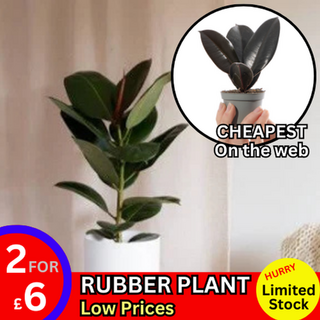 Rubber Plant Ficus Robusta Small Indoor Air Purifying Houseplant pot