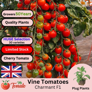 Charmant F1 Tomato Plug Plants