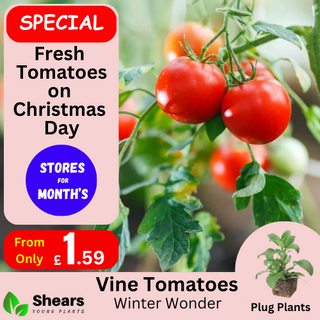 Winter Wonder Tomato Plug Plants