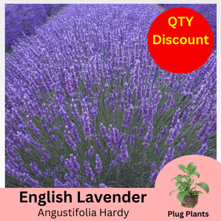 Lavender Angustifolia Plug Plants