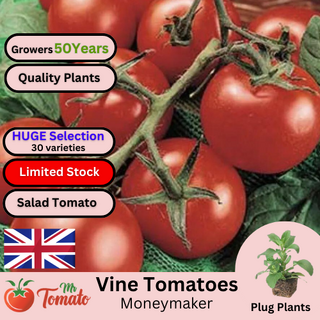 Moneymaker Tomato Plug Plants