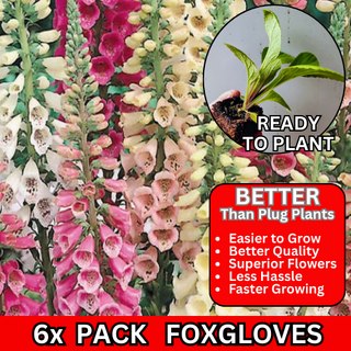 Foxglove Digitalis 6x Pack Big Plants Like 9cm Pot