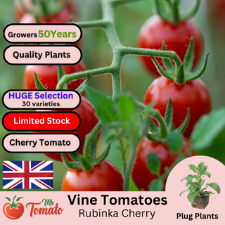 Rubinka Tomato Plug Plants