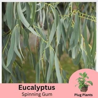 Eucalyptus perriniana Spinning GumPlug Plants