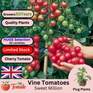 Sweet Million Tomato Plug Plants