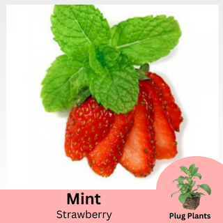Strawberry Mint Plug Plants