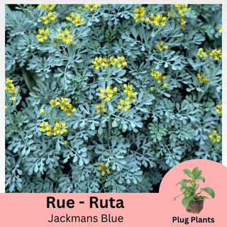 Rue Jackmans Blue Ruta Graveolens Plug Plants