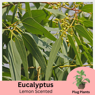 Eucalyptus Lemon Scented citriodora Plug Plants