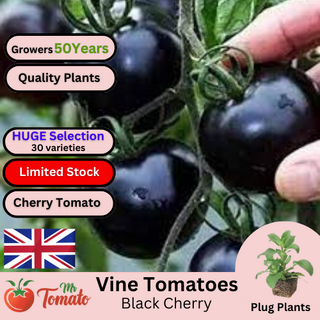 Black Cherry Tomato Plug Plants