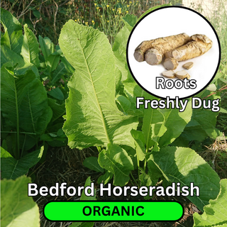 Organic Bedford Horseradish Fresh Root (Thong) - 500g