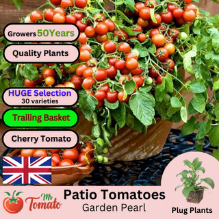 Garden Pearl Tomato Plug Plants