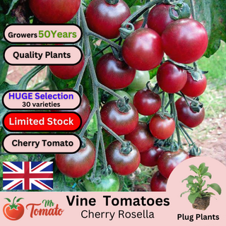 Cherry Rosella Tomato Plug Plants
