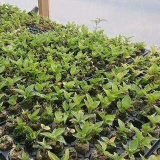 Mixed Hosta Plug Plants
