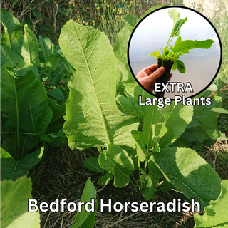 Bedford Horseradish Plants