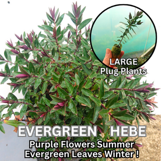 Evergreen Hebe 'Purple Shamrock' Shrub