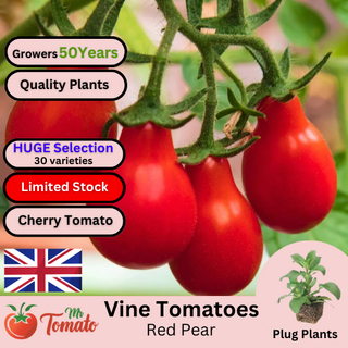 Red Pear Tomato Plug Plants