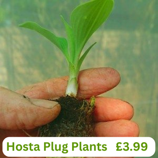 Hosta Plug Plants