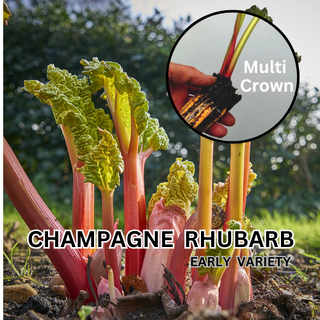 Champagne Rhubarb Deep Cell Plants Crowns