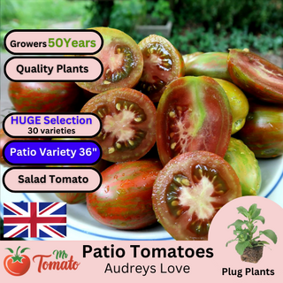 Audrey's Love Patio Tomato Plug Plants