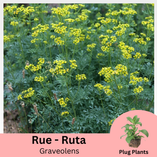 Rue Ruta Graveolens Plug Plants