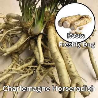 Charlemagne Horseradish Fresh Root (Thong) - 500g