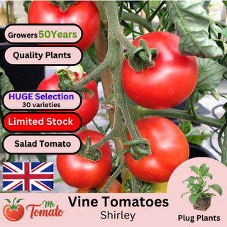 Shirley Tomato Plug Plants