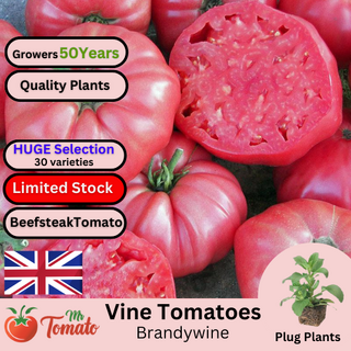Brandywine Tomato Plug Plants