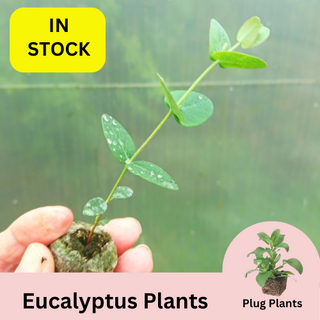 Eucalyptus gunni Cider Gum Plug Plants