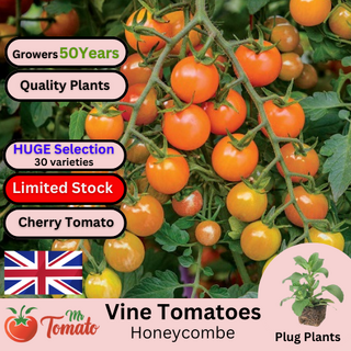 Honeycombe Tomato Plug Plants