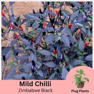 Zimbabwe Black Chilli Plug Plants