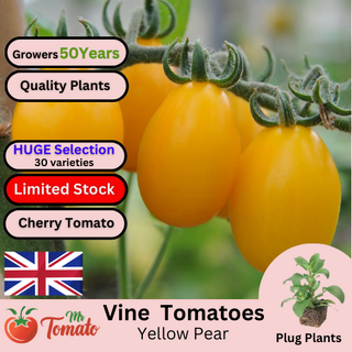 Yellow Pear Tomato Plug Plants