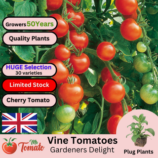 Gardeners Delight Tomato Plug Plants