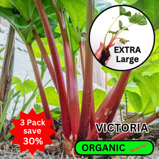 Victoria Rhubarb 3 PACK Deep Cell Plants ORGANIC