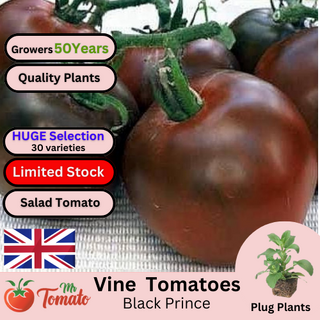 Black Prince Tomato Plug Plants