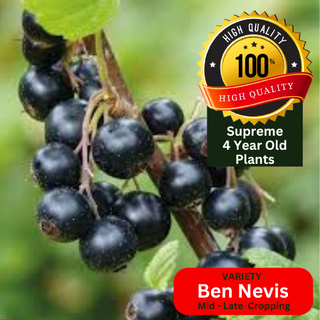 Blackcurrant Plant Bush Ben Nevis