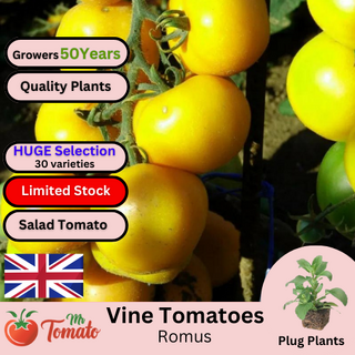 Romus Tomato Plug Plants