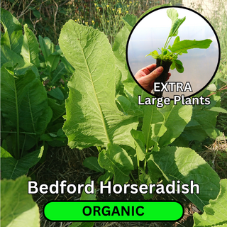 Organic Bedford Horseradish Plants
