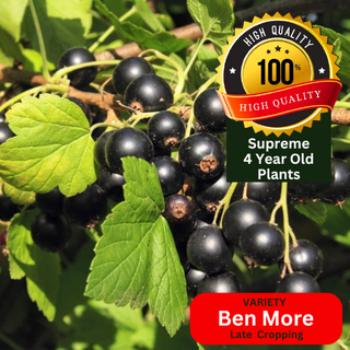 Blackcurrant Plant Bush Ben More