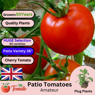 Amateur Tomato Plug Plants