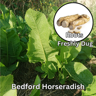 Bedford Horseradish Fresh Root (Thong) - 500g