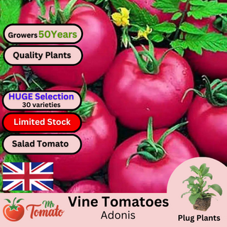 Adonis Tomato Plug Plants