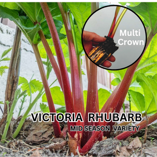 Victoria Rhubarb Deep Cell Plants Crowns