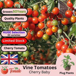 Cherry Baby Tomato Plug Plants