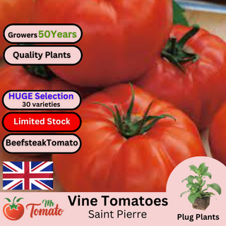 Saint Pierre Tomato Plug Plants