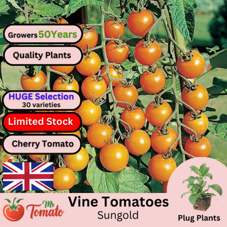 Sungold Tomato Plug Plants